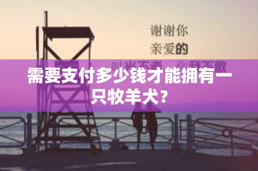 需要支付多少钱才能拥有一只牧羊犬？