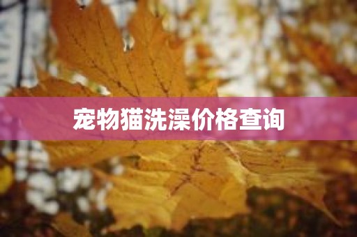 宠物猫洗澡价格查询