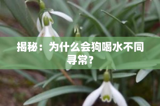 揭秘：为什么会狗喝水不同寻常？