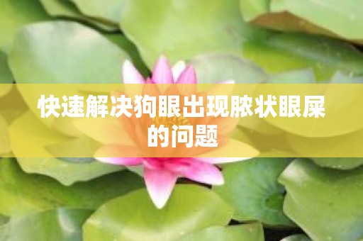 快速解决狗眼出现脓状眼屎的问题