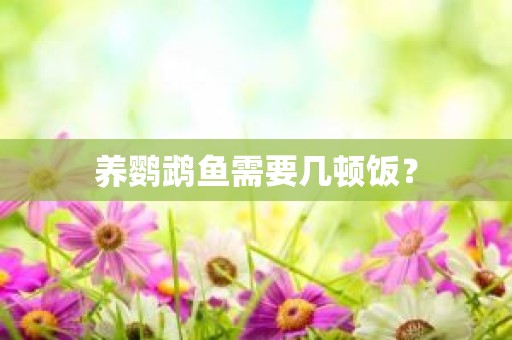 养鹦鹉鱼需要几顿饭？