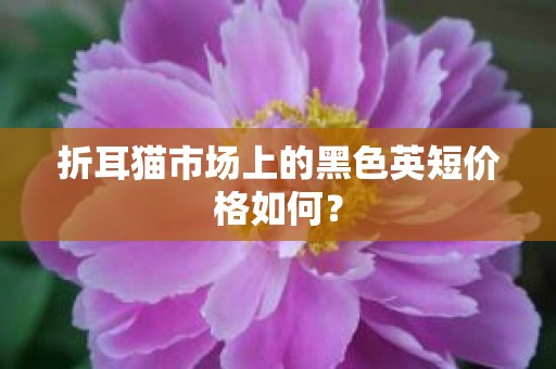 折耳猫市场上的黑色英短价格如何？