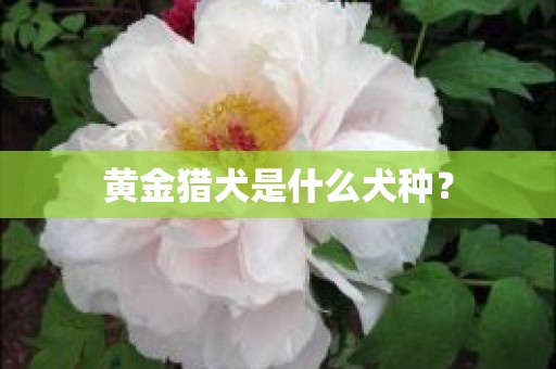 黄金猎犬是什么犬种？