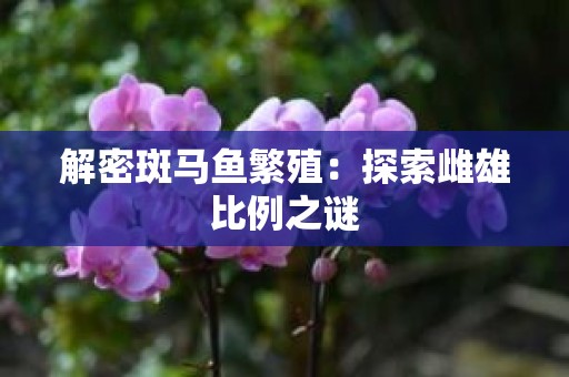 解密斑马鱼繁殖：探索雌雄比例之谜