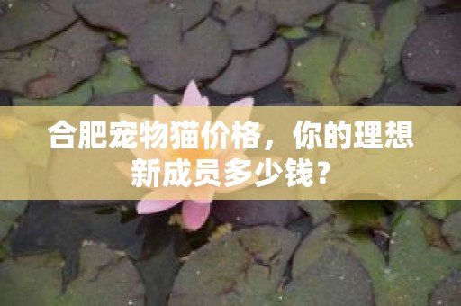 合肥宠物猫价格，你的理想新成员多少钱？