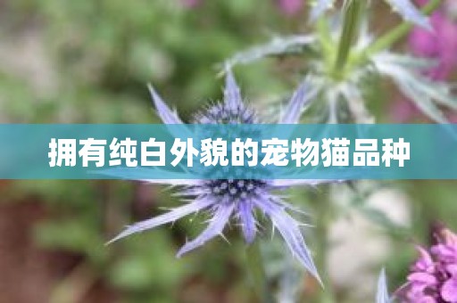 拥有纯白外貌的宠物猫品种