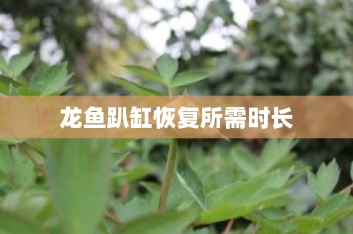龙鱼趴缸恢复所需时长