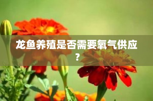 龙鱼养殖是否需要氧气供应？