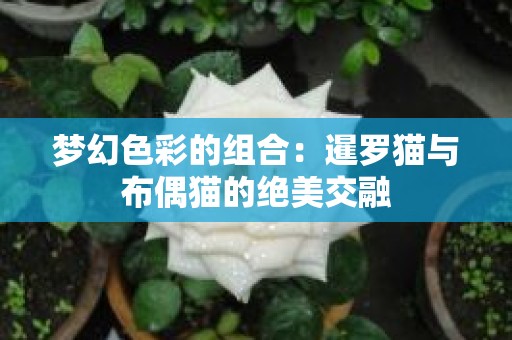 梦幻色彩的组合：暹罗猫与布偶猫的绝美交融