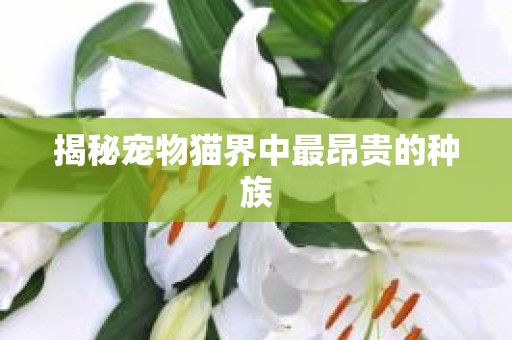 揭秘宠物猫界中最昂贵的种族