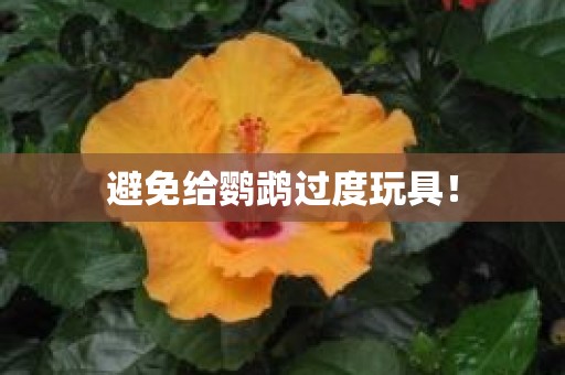 避免给鹦鹉过度玩具！