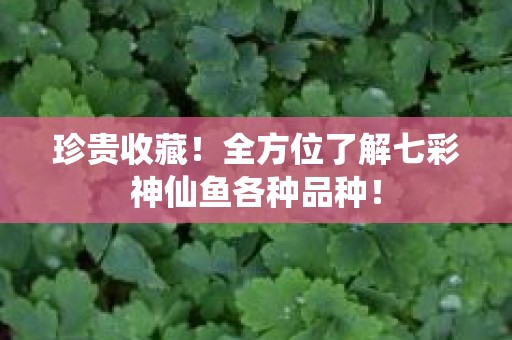 珍贵收藏！全方位了解七彩神仙鱼各种品种！