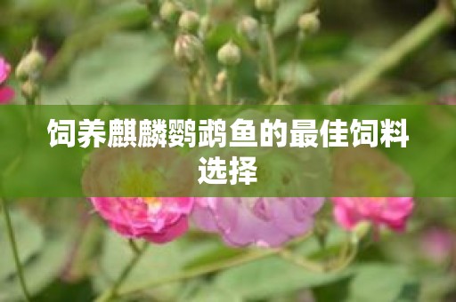 饲养麒麟鹦鹉鱼的最佳饲料选择