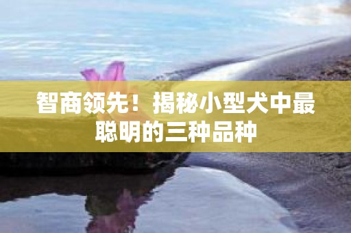 智商领先！揭秘小型犬中最聪明的三种品种