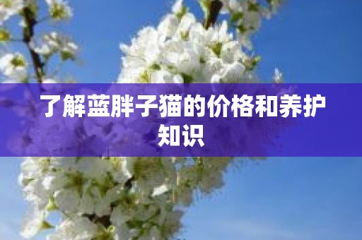 了解蓝胖子猫的价格和养护知识