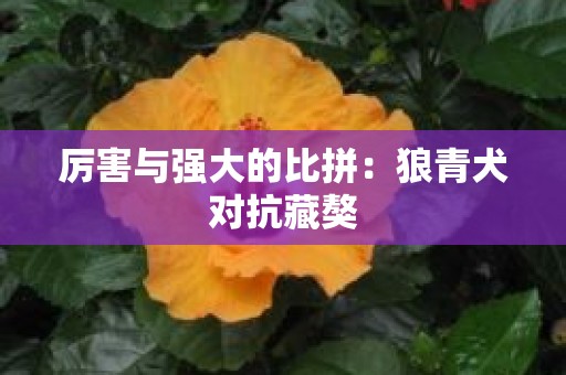 厉害与强大的比拼：狼青犬对抗藏獒