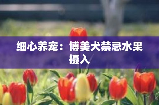 细心养宠：博美犬禁忌水果摄入