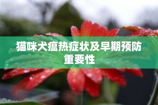 猫咪犬瘟热症状及早期预防重要性