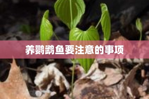 养鹦鹉鱼要注意的事项