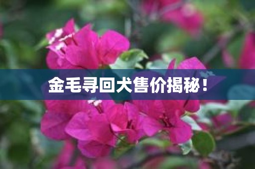 金毛寻回犬售价揭秘！