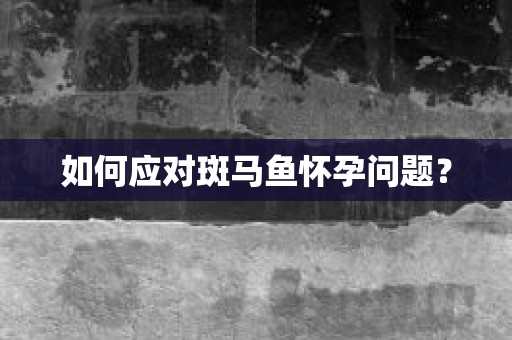 如何应对斑马鱼怀孕问题？