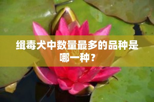 缉毒犬中数量最多的品种是哪一种？