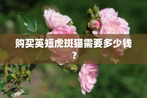 购买英短虎斑猫需要多少钱？