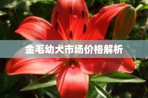 金毛幼犬市场价格解析