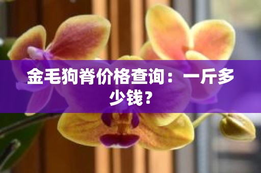 金毛狗脊价格查询：一斤多少钱？