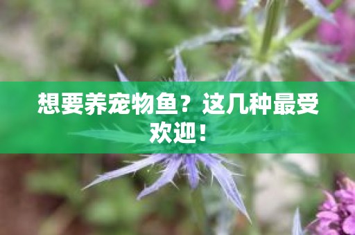 想要养宠物鱼？这几种最受欢迎！
