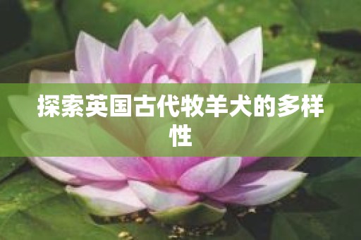 探索英国古代牧羊犬的多样性