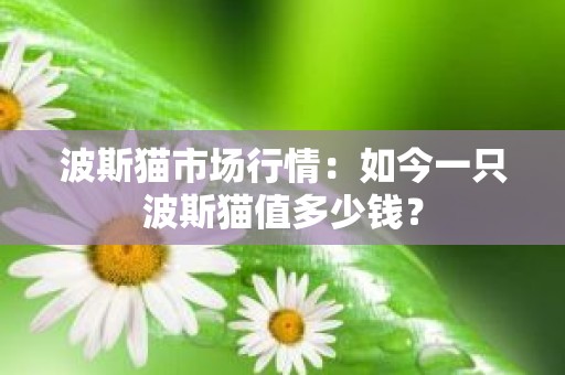 波斯猫市场行情：如今一只波斯猫值多少钱？