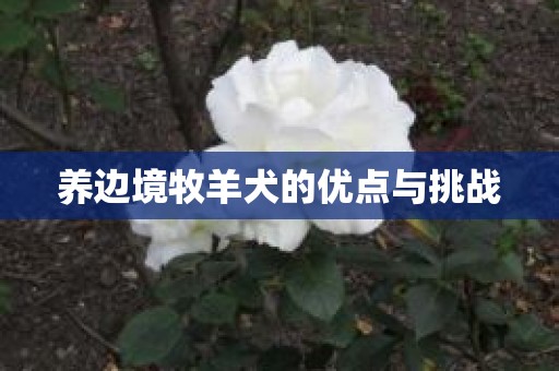 养边境牧羊犬的优点与挑战