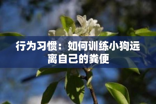 行为习惯：如何训练小狗远离自己的粪便