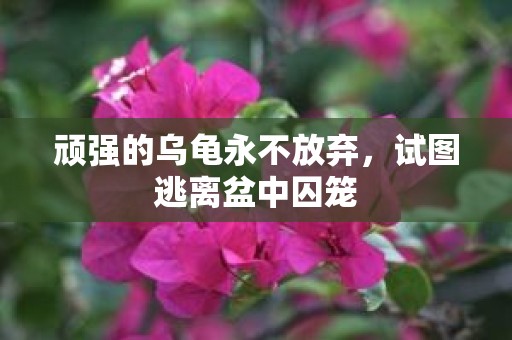 顽强的乌龟永不放弃，试图逃离盆中囚笼