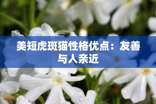 美短虎斑猫性格优点：友善与人亲近