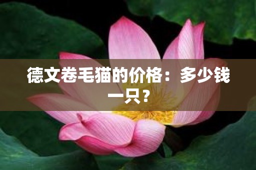 德文卷毛猫的价格：多少钱一只？