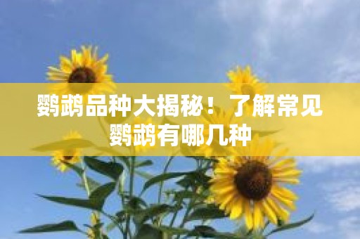 鹦鹉品种大揭秘！了解常见鹦鹉有哪几种