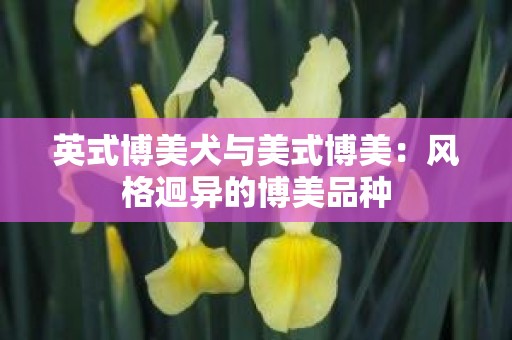 英式博美犬与美式博美：风格迥异的博美品种