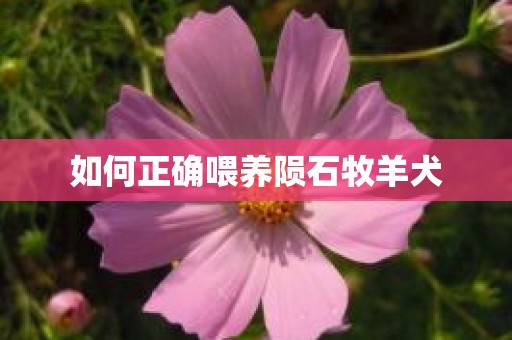 如何正确喂养陨石牧羊犬