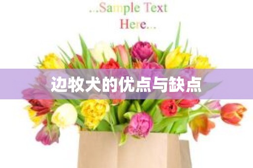 边牧犬的优点与缺点