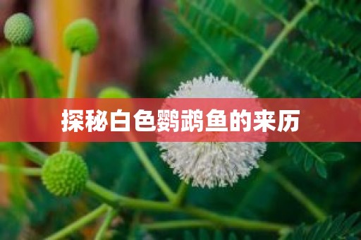 探秘白色鹦鹉鱼的来历