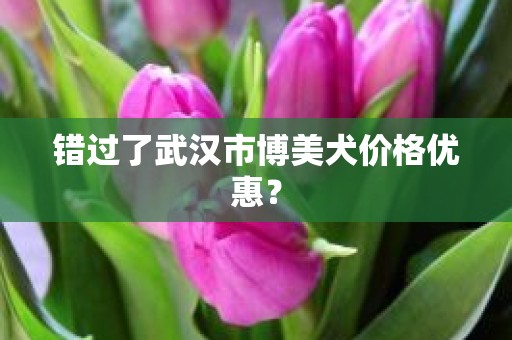 错过了武汉市博美犬价格优惠？