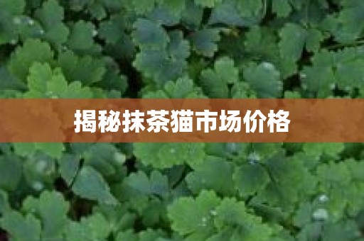 揭秘抹茶猫市场价格