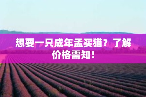 想要一只成年孟买猫？了解价格需知！