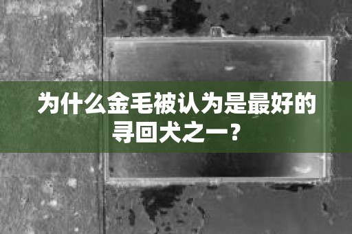 为什么金毛被认为是最好的寻回犬之一？