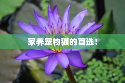 家养宠物猫的首选！