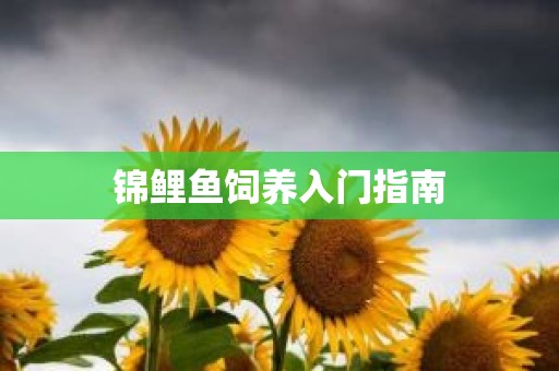 锦鲤鱼饲养入门指南