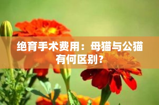绝育手术费用：母猫与公猫有何区别？