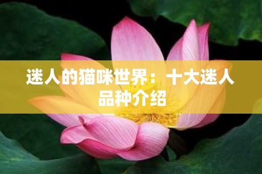 迷人的猫咪世界：十大迷人品种介绍